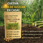 SugarSeeds: Semillas de Caña de Azúcar Tropical